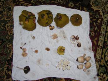 Mushroom hunt results.
