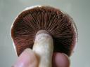 The gills of an Agaricus campestris.