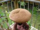 The bolete in question. Now who could you be?