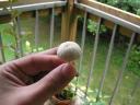 White unidentified mushroom.