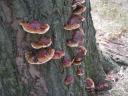 More Reishi up a tree.