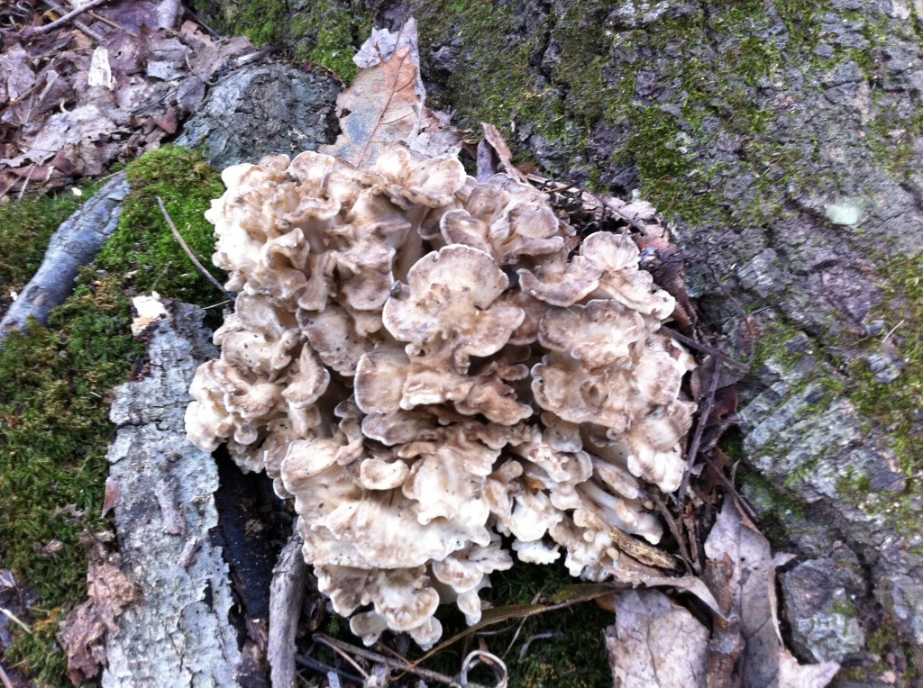 Grifola frondosa The Thing That is Steve