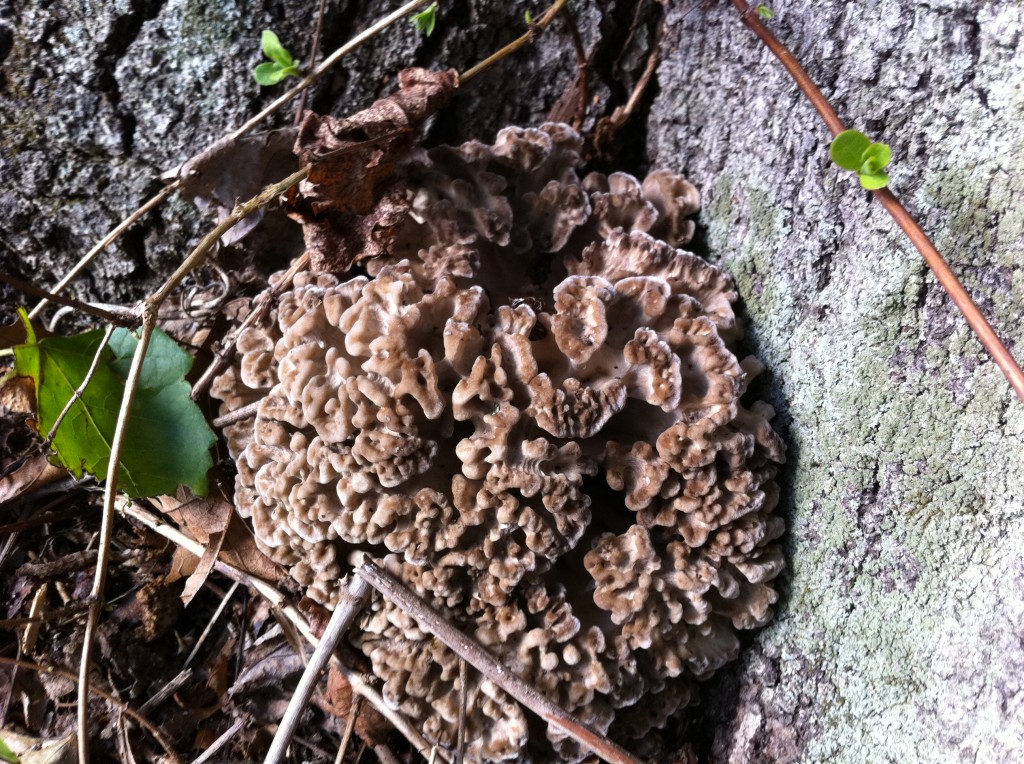 Grifola frondosa The Thing That is Steve