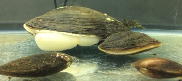 Several common mussel species doing what they do.